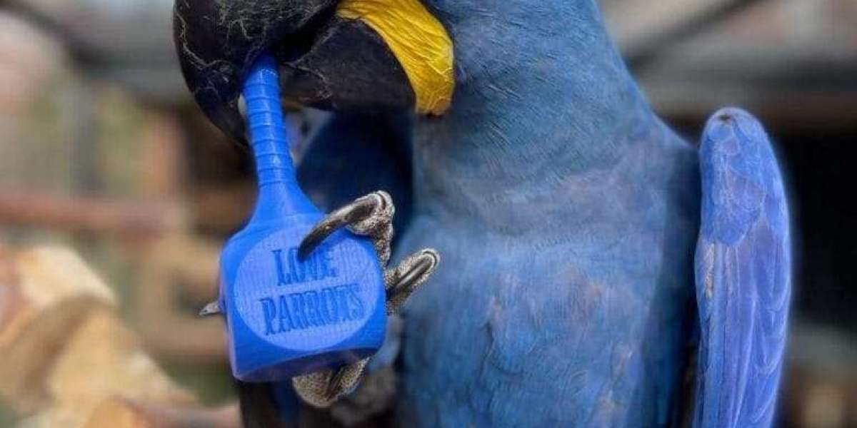 See What Hythian Macaw For Sale Tricks The Celebs Are Using