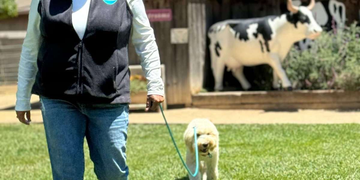 The New Way to Walk: Your Modern Lifestyle with Good Walker Hands-free Leash