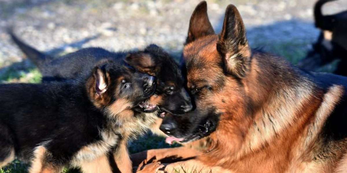 Deutscher Schäferhund Welpen Kaufen: Ein Leitfaden für zukünftige Hundeeltern