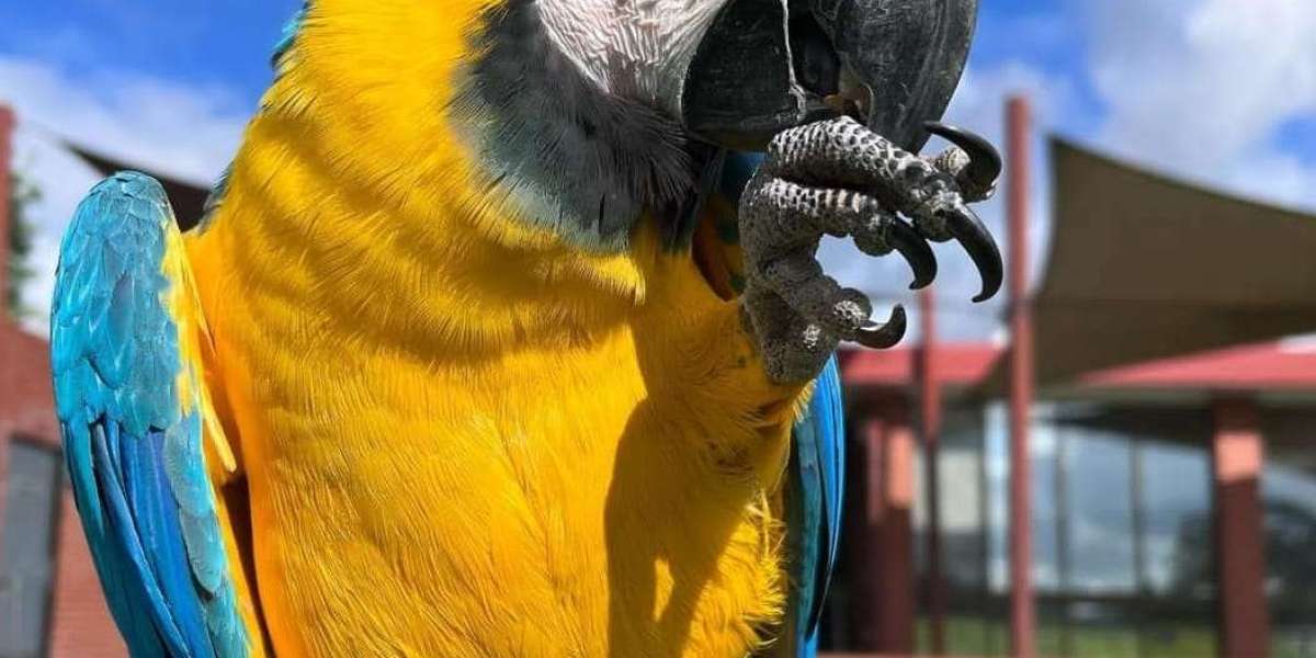 Severe Macaws for Sale: A Guide for Prospective Owners