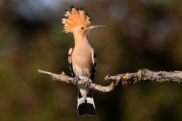 What Bird Species Can You Spot in Kumarakom Sanctuary?